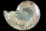 Agatized Ammonite Fossil (Half) - Crystal Chambers #88239-1